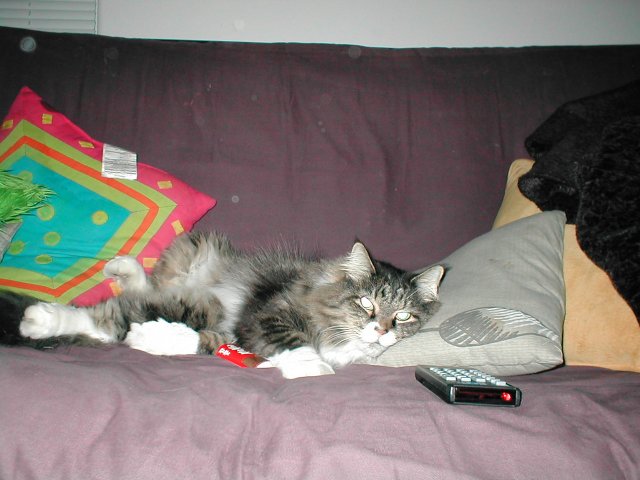 <Smeg> That cat knows what's up. Remote? Check. KitKat? Check. Lewd posture? Check.